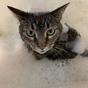 Meet your Posher, Lily